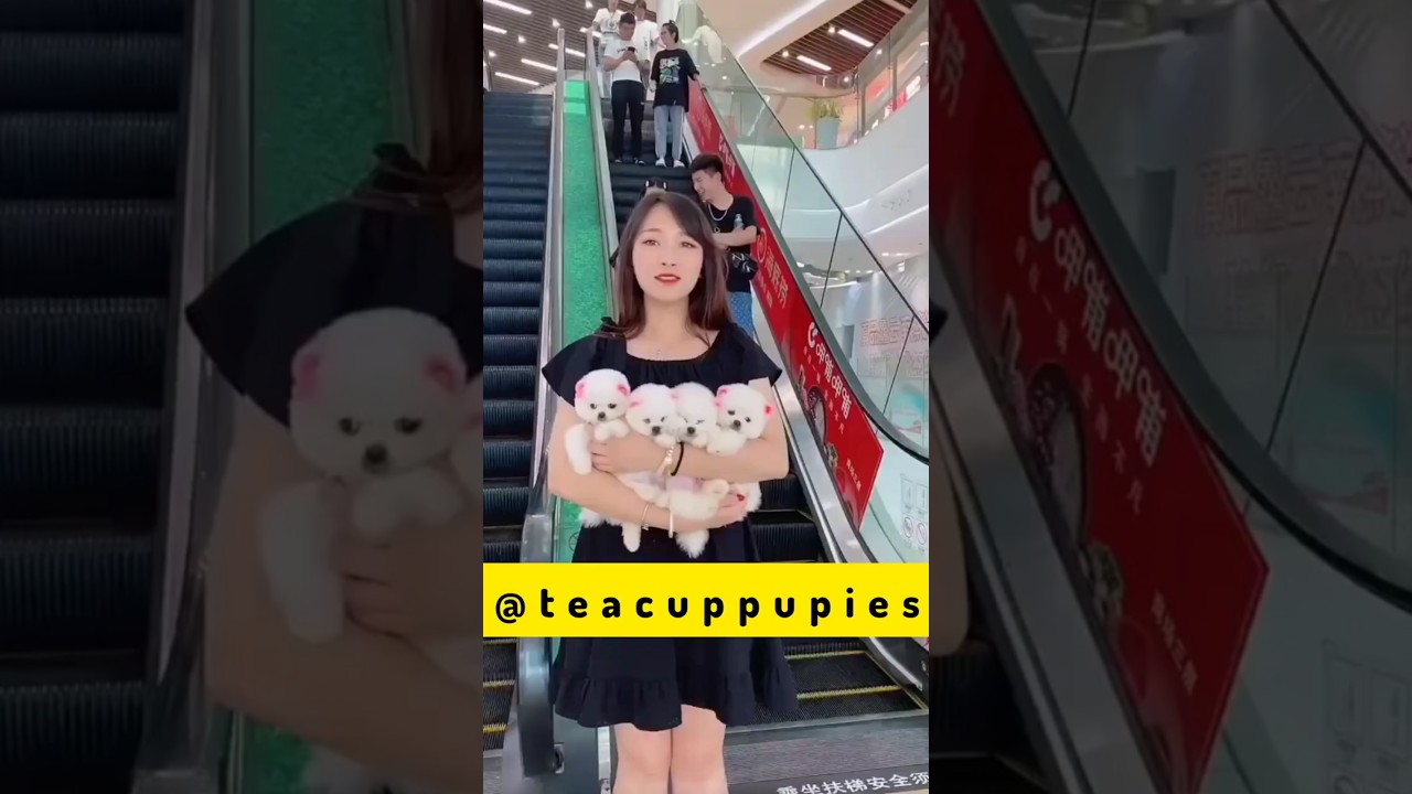 teacup dog breeds / teacup puppies 🐕 mini wood toy art / hand craft 