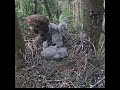 05:09 PM Dominant Oldest Buzzard Chick Completely Monopolizes the Meal! 🦅🍗