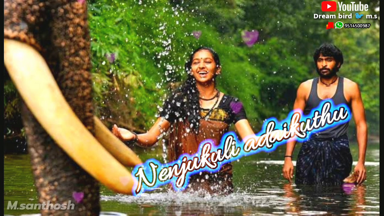 Dream bird 🐦 M. S 💕 💕 nethi pottu theriyuthu vittu vittu rekka