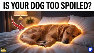 Is Your Dog Spoiled 7 Signs