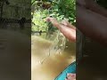 pasang pukat seluang dapat nya lumayan#hobbyikan#fishing#ikan#ikansungai