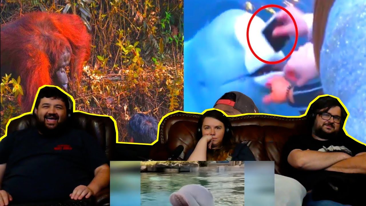 5 животных, за которых мы все должны быть благодарны - @mndiaye_97 | РЕАКЦИЯ ОТСТУПНИКОВ