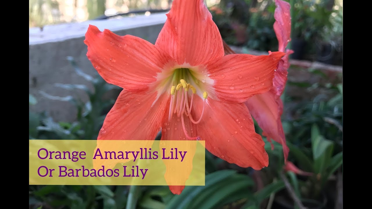 Orange Amaryllis Lily Barbados Lily Easter Lily Belladonna How To Grow Caring Tips Youtube