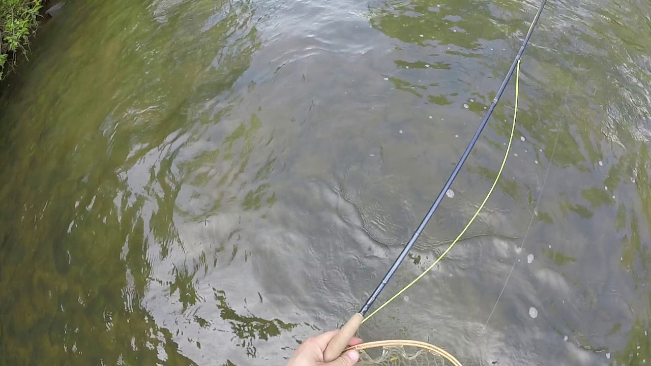 Fly Fish Casselman River Maryland, Delayed Harvest Section YouTube