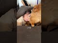 娘の犬愛が凄すぎて可愛い…❤️ #ばつまる夫婦 #shorts #犬のいる暮らし