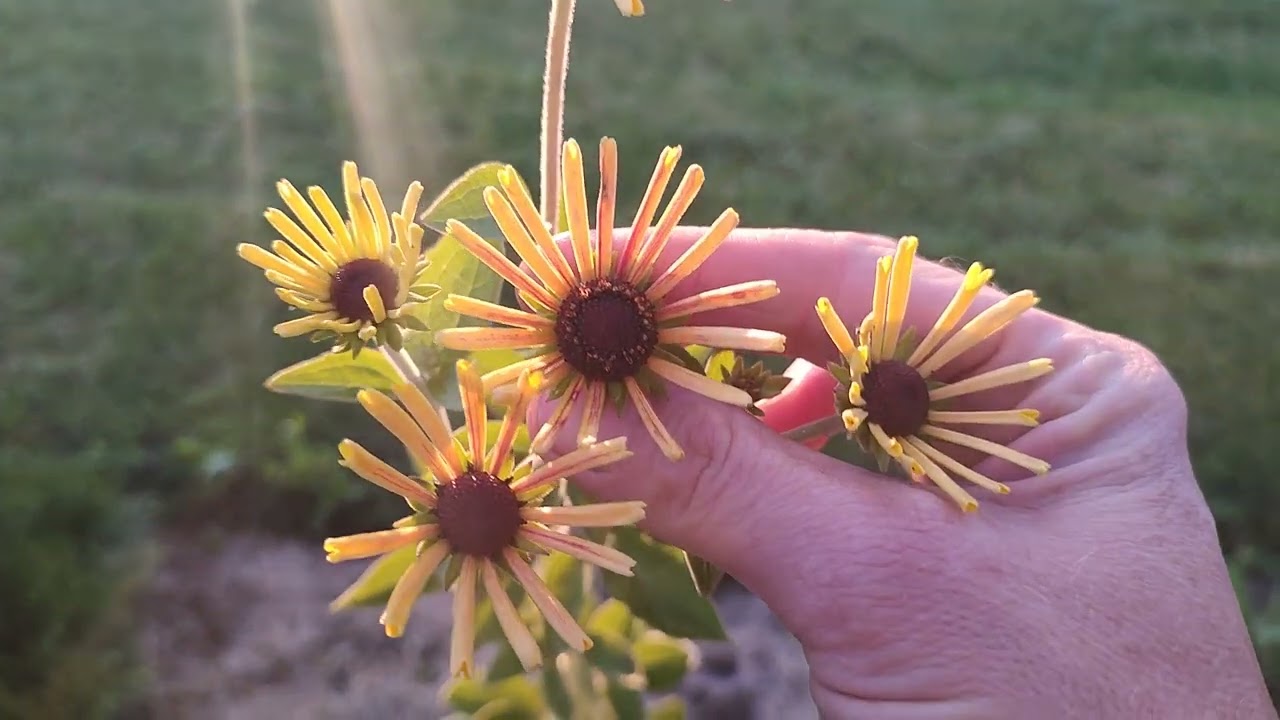 Rabaty od zera cz.3.   Dynia na ogrodzeniu i początek jesiennych porządków🧑‍🌾.