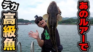 まさかのルアーであの高級魚が連発!?