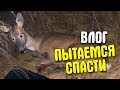 ПЫТАЕМСЯ СПАСТИ РАНЕНОЕ ЖИВОТНОЕ!