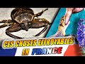 Ces choses en france qui peuvent vous terrasser