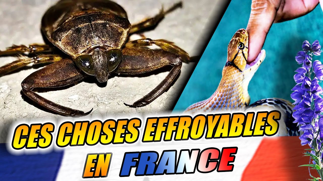 Ces CHOSES en FRANCE qui peuvent vous TERRASSER