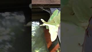 Luna Moths mating