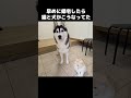 いつもより早く帰宅したら猫と犬がこうなってた...#shots