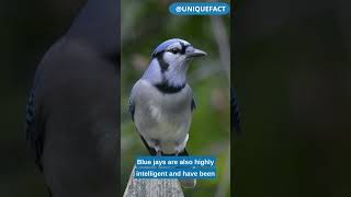 Famous Blue Jays | the striking and intelligent birds. Wealth