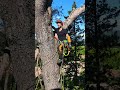 📍Barthès Bois 34 Abattage • Démontage • Évacuation d’arbres dangereux dans l’Hérault.