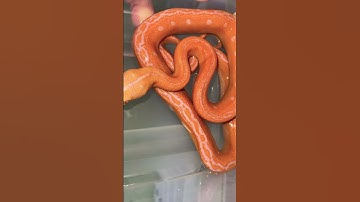 White 🤩🔥 #snake #reptiles #retic #black #animals #breeding #ballpython #python #pets #ball