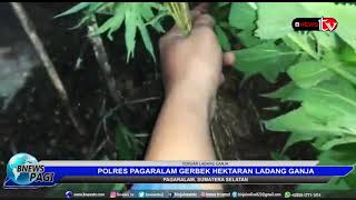 GREBEK LADANG GANJA
