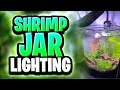 Shrimp Jar Lighting Options For Thriving Plant Growth And Happy Shrimp!