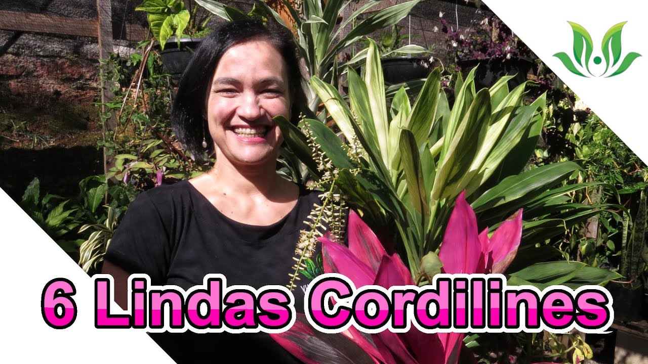 6 Lindas Cordilines para o seu jardim!