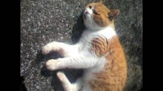 MOL004