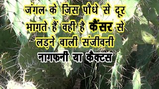 Vanoshadhi-6..नागफनी#Benefits_of_Cactus #cancer #shugar #constipation#knee pain@DrManojYogacharya