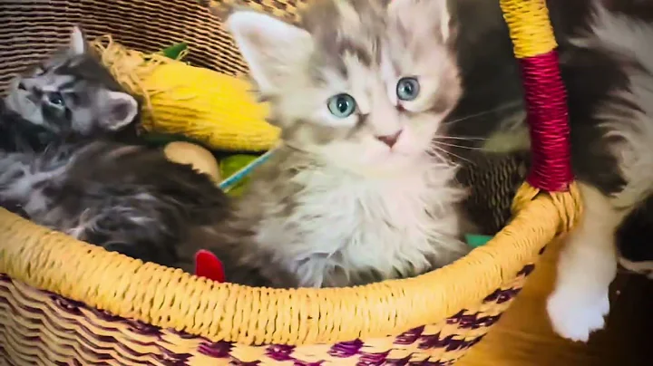 Watch the video about Maine Coon Kitten