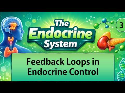 3. Endocrine Feedback Loops - YouTube