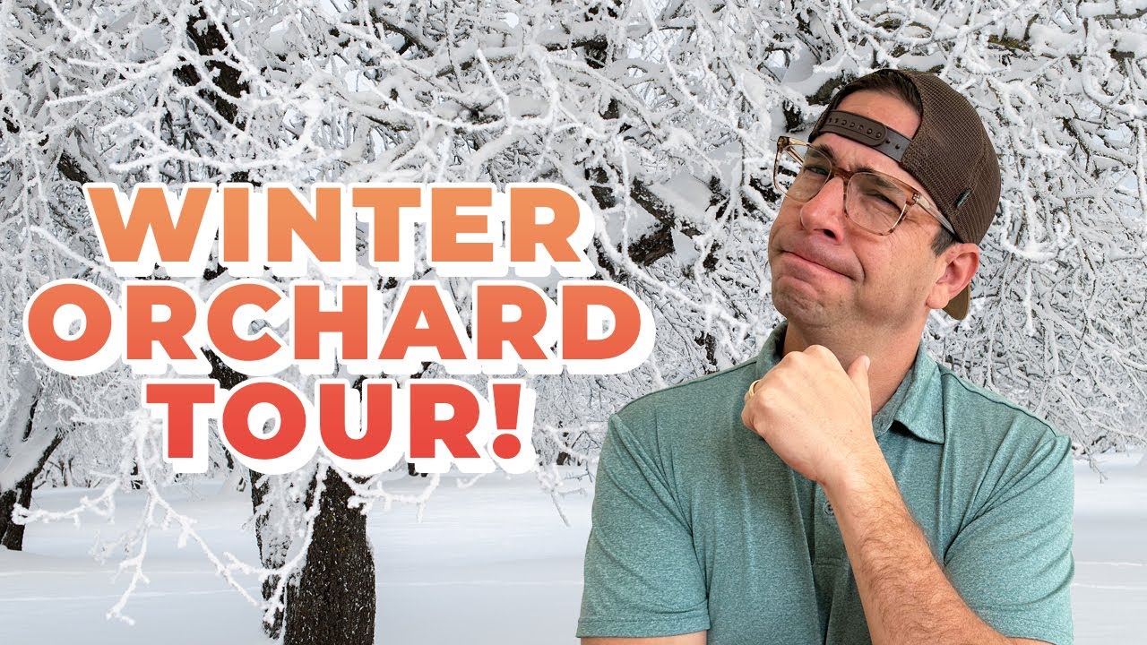 ЗИМА 2026: Экскурсия по фруктовым садам Техаса в январе!
