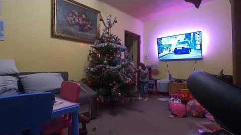 Co jsou živé vánoční stromky?