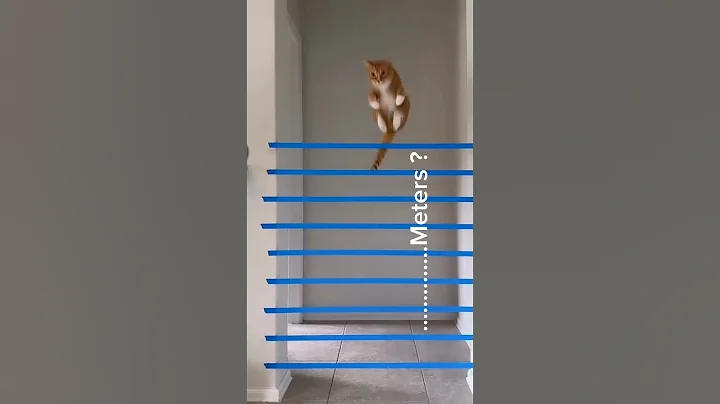 Video 11340011: talking cats fighting, meowing cats fighting, cat kitty cute funnycat, cats mating funny