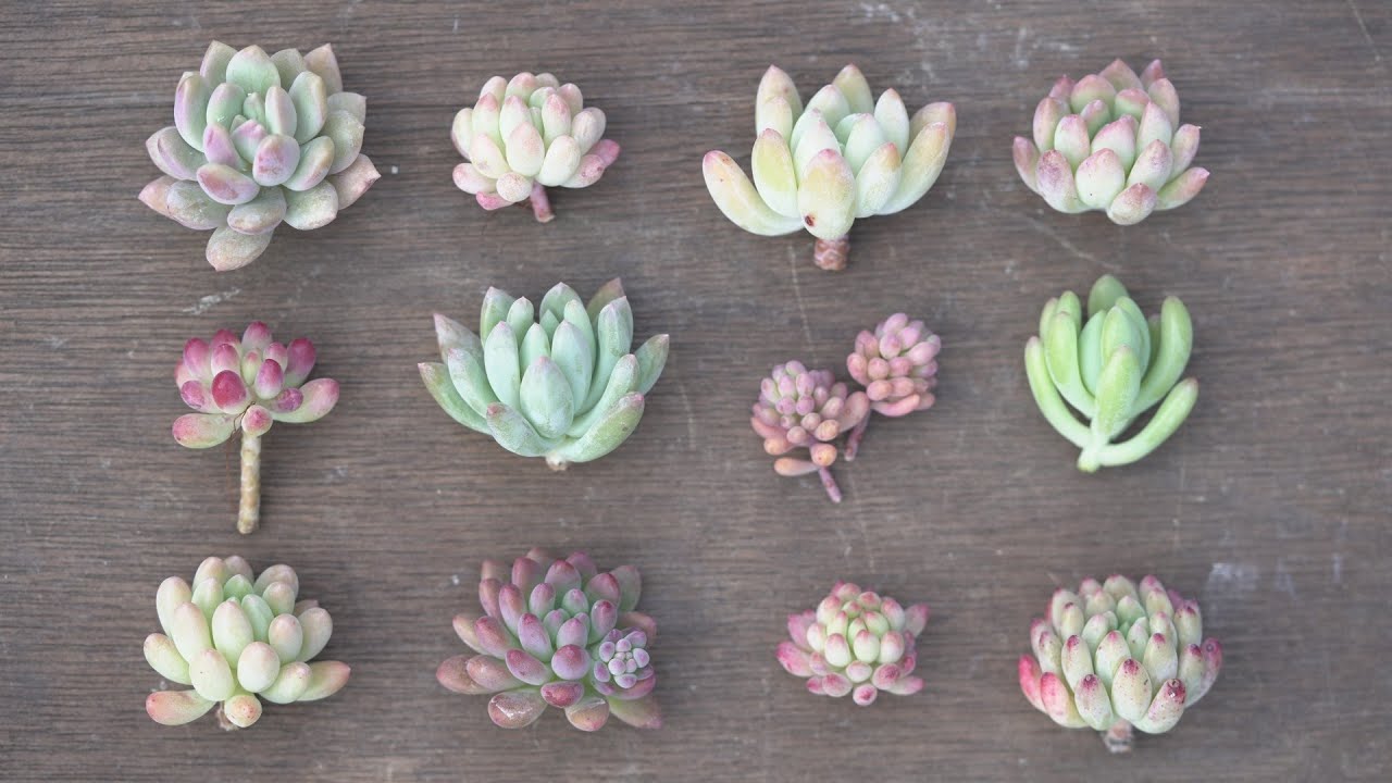 635 [Introducing super cute succulents] These granular succulents