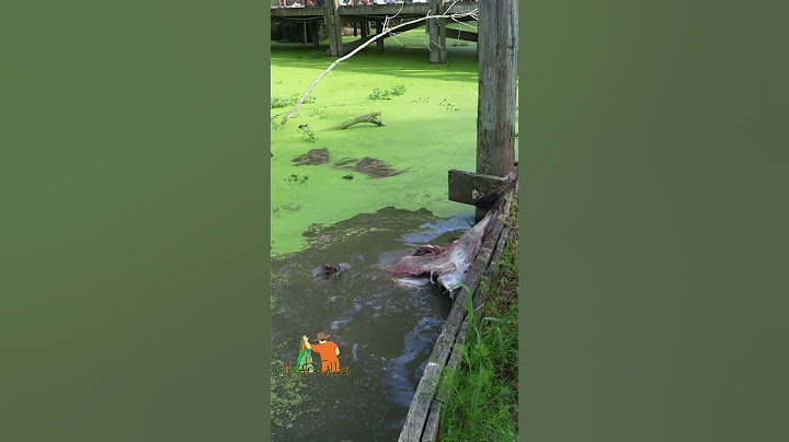 ALLIGATOR DEATH ROLL UNLEASHED! #shorts #alligator #wildlife #nature