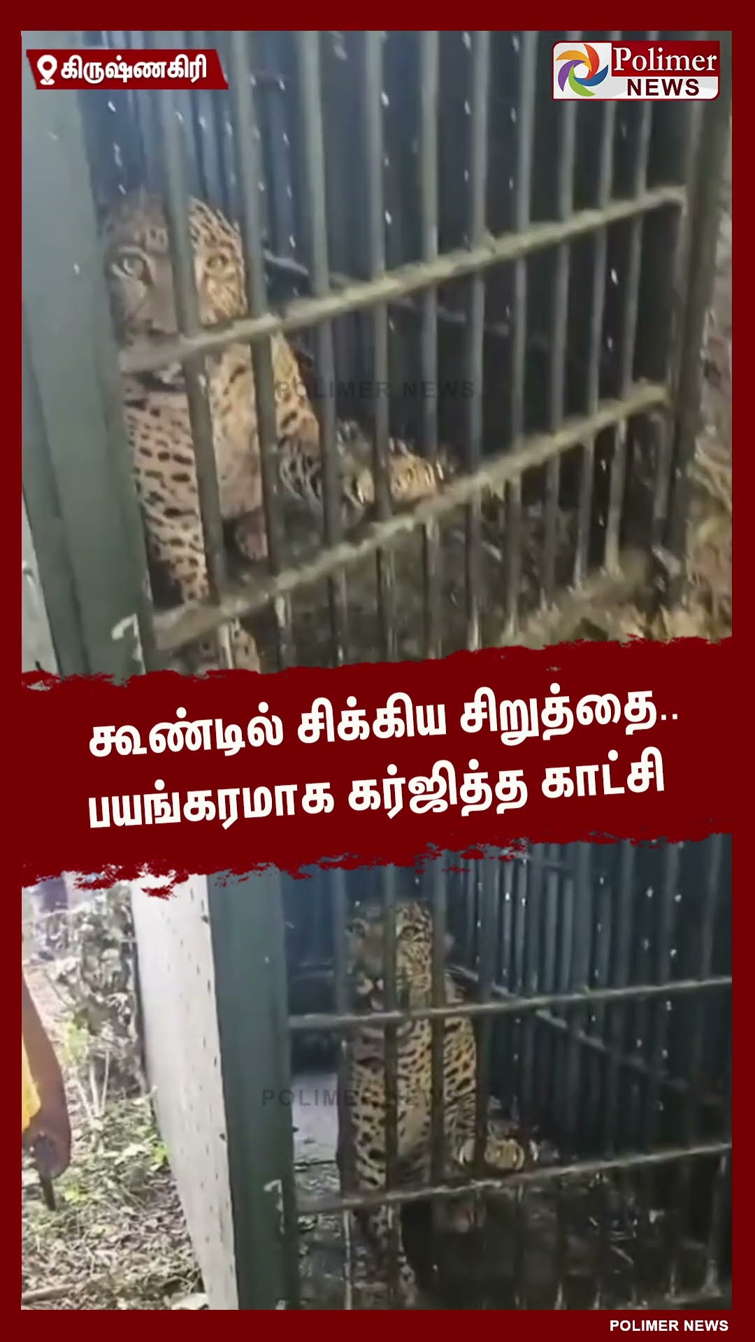 கூண்டில் சிக்கிய சிறுத்தை.. பயங்கரமாக கர்ஜித்த காட்சி  #shorts