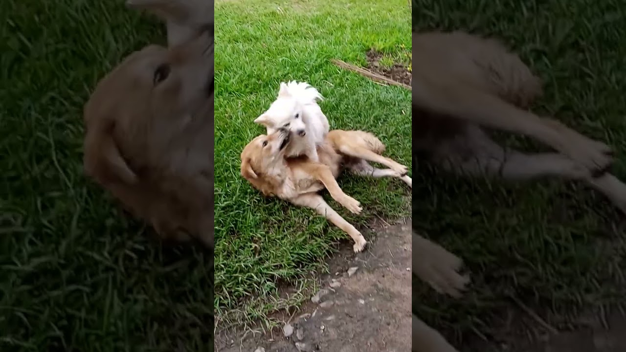 Klinton VERSUS TYSON 😜