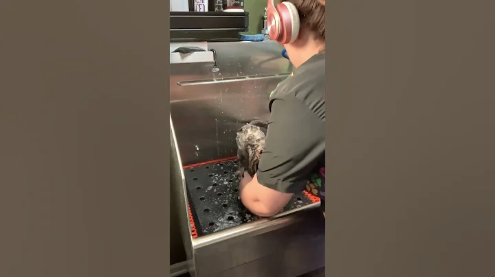 Video 7144911: black persian cat, cut persian, lion cut