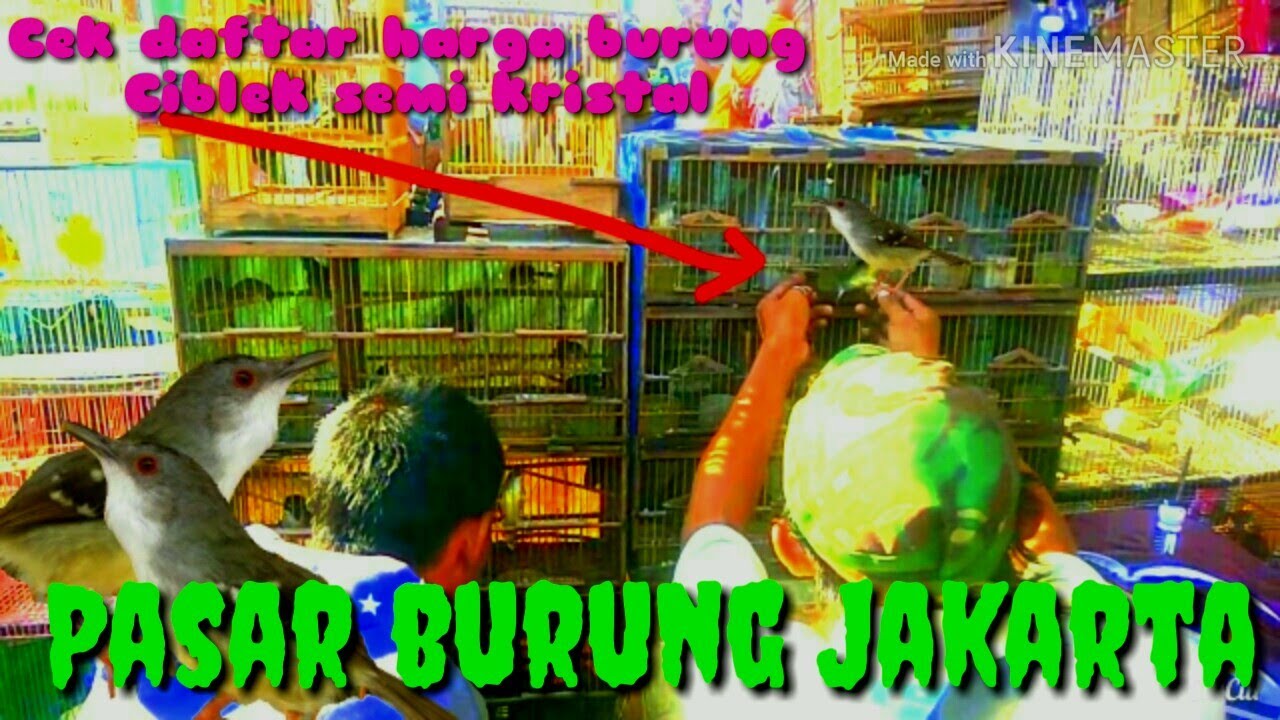 Harga Burung Ciblek Di Pasar Burung Kebayoran Jakarta By Fuji