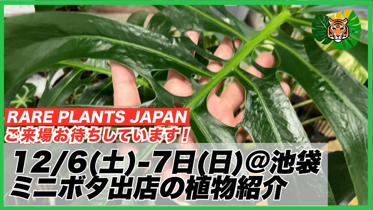 【RARE PLANTS JAPAN】ミニボタ@池袋サンシャインシティに出店するので、販売予定の植物を少し丁寧にご紹介してみました。12/6(土)-7(日)、ご来場お待ちしております！