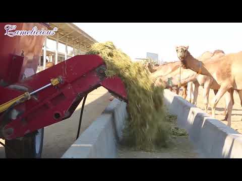 تقنية حلب الإبل الجديدة الأوتوماتيكية المزرعة الأوتوماتيكية لمنتجات حليب الإبل المذهلة 2021