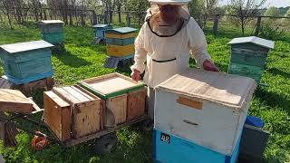 Пчеловодство № 96 Безроевой метод. Вариант 2.
