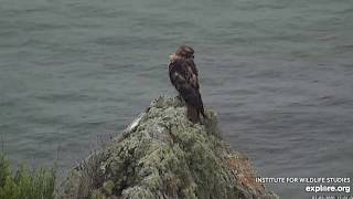 Catalina West End Bald Eagles - The Hawk & Akecheta Guards The Nest. 2 July 2020 screenshot 2