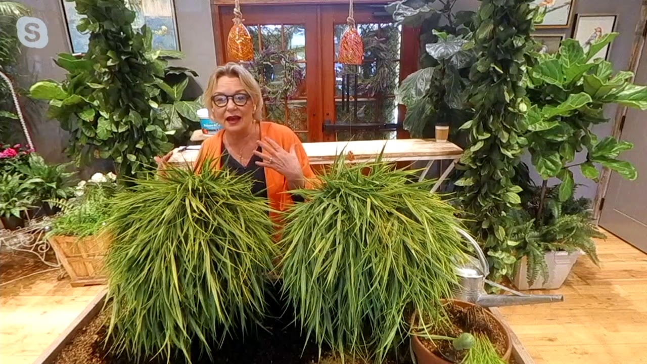 Barbara King 2 pc Golden Japanese Forest Grass Live Plants on QVC