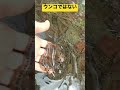 #ヒキガエル のたまご #春ですね一