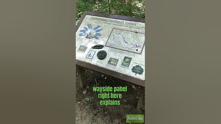 Bottomland Hardwoods at Caddo Lake State Park Part 1