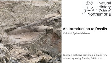 An Introduction to Fossils with Karl Egeland-Eriksen