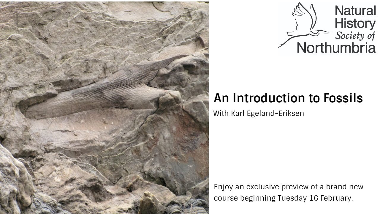 An Introduction to Fossils with Karl Egeland-Eriksen