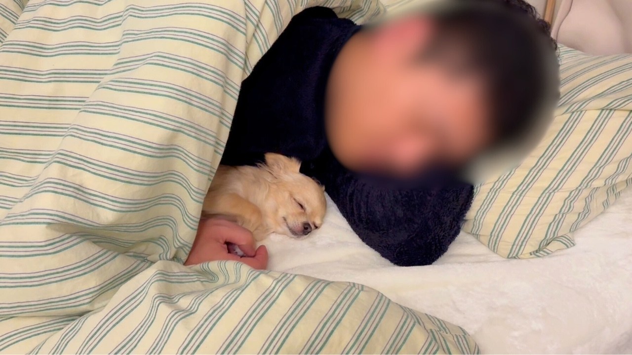 どんなに眠くても大好きなパパが寝るまで待ち続ける甘えん坊チワワ