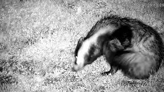 Itchy Scratchy Badger!
