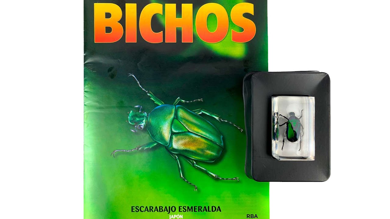 Colección insectos y arácnidos RBA - No.2 Escarabajo Esmeralda. - YouTube