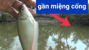 Câu cá thác lác. Miệng cống, lùm chà là nơi lý tưởng để câu thác lác| GÒ CÔNG TV