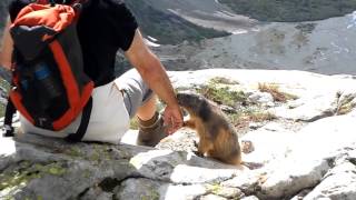 licking marmot