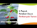 5 pupuk melebarkan daun dan memperbanyak tunas baru